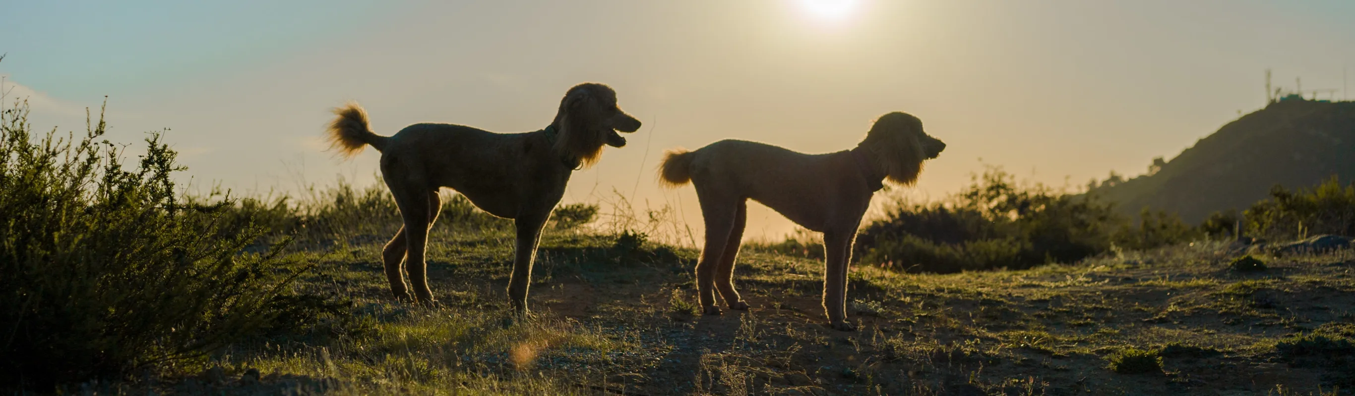 Dogs walking by the sunset